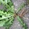 Dandelion Root Tea Recipe