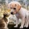 Hulda Clark Pet Parasite Program