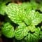 Hulda Clark Constipation Tea