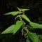 Your Liver loves Stinging Nettles!